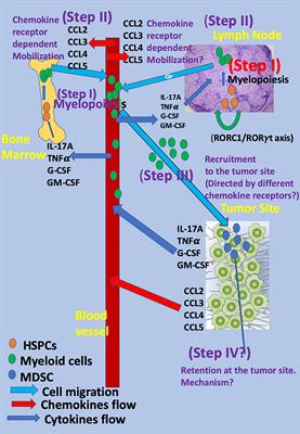 The Development and Homing of Myeloid-Derived Suppressor Cells: From a Two-Stage Model to a Multistep Narrative